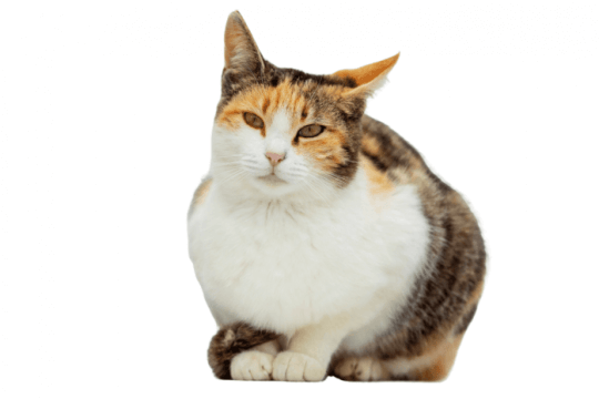 Test Image Low Quality